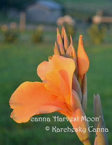 canna 'Harvest Moon'