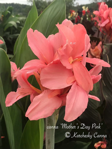 canna 'Mother's Day Pink'