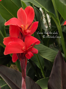 canna 'Red Hat Lady'