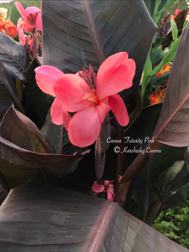 canna 'Futurity Pink'