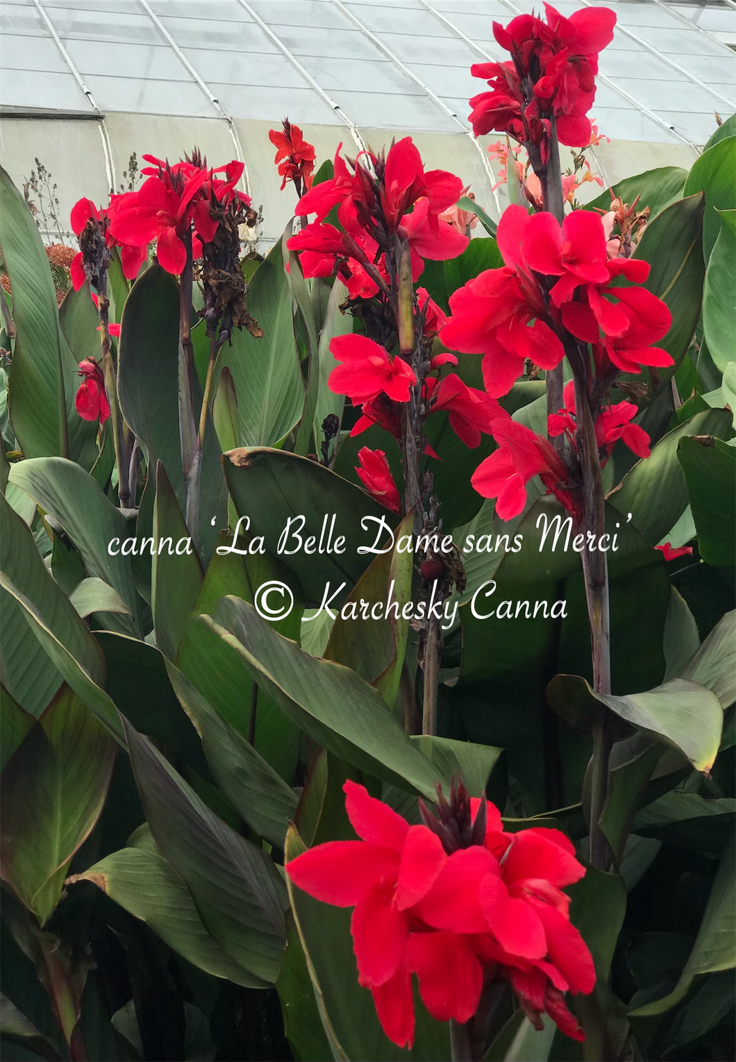 canna 'La Belle Dame sans Merci'