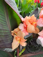 Load image into Gallery viewer, canna ‘Amazing Grace &#39;