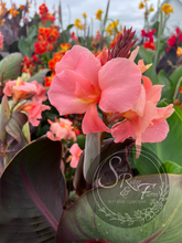 Load image into Gallery viewer, canna &#39;Baby Pink&#39;
