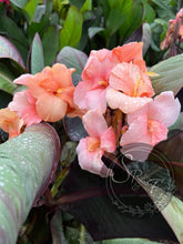 Load image into Gallery viewer, canna ‘Amazing Grace &#39;