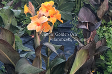 Load image into Gallery viewer, canna &#39;Golden Orb&#39;
