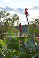Load image into Gallery viewer, CANNA SEEDS: canna &#39;Warszewiczii’