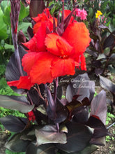 Load image into Gallery viewer, canna &#39;General Eisenhower&#39;