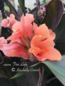 canna 'First Lady'