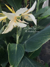 Load image into Gallery viewer, canna &#39;White Tiger&#39;