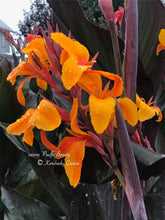 Load image into Gallery viewer, canna &#39;Pacific Beauty&#39;