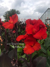 Load image into Gallery viewer, canna &#39;General Eisenhower&#39;