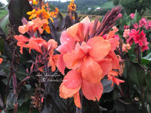 Load image into Gallery viewer, canna &#39;Autumn Glow&#39;