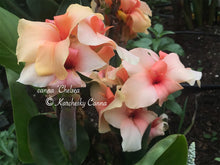Load image into Gallery viewer, canna &#39;Chelsea&#39;