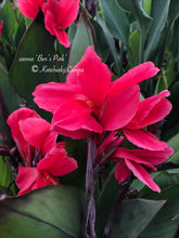 Load image into Gallery viewer, canna &#39;Ben&#39;s Pink&#39;