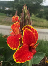 Load image into Gallery viewer, canna &#39;Butterfly Brocade&#39;