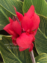 Load image into Gallery viewer, canna &#39;Red Tiger&#39;