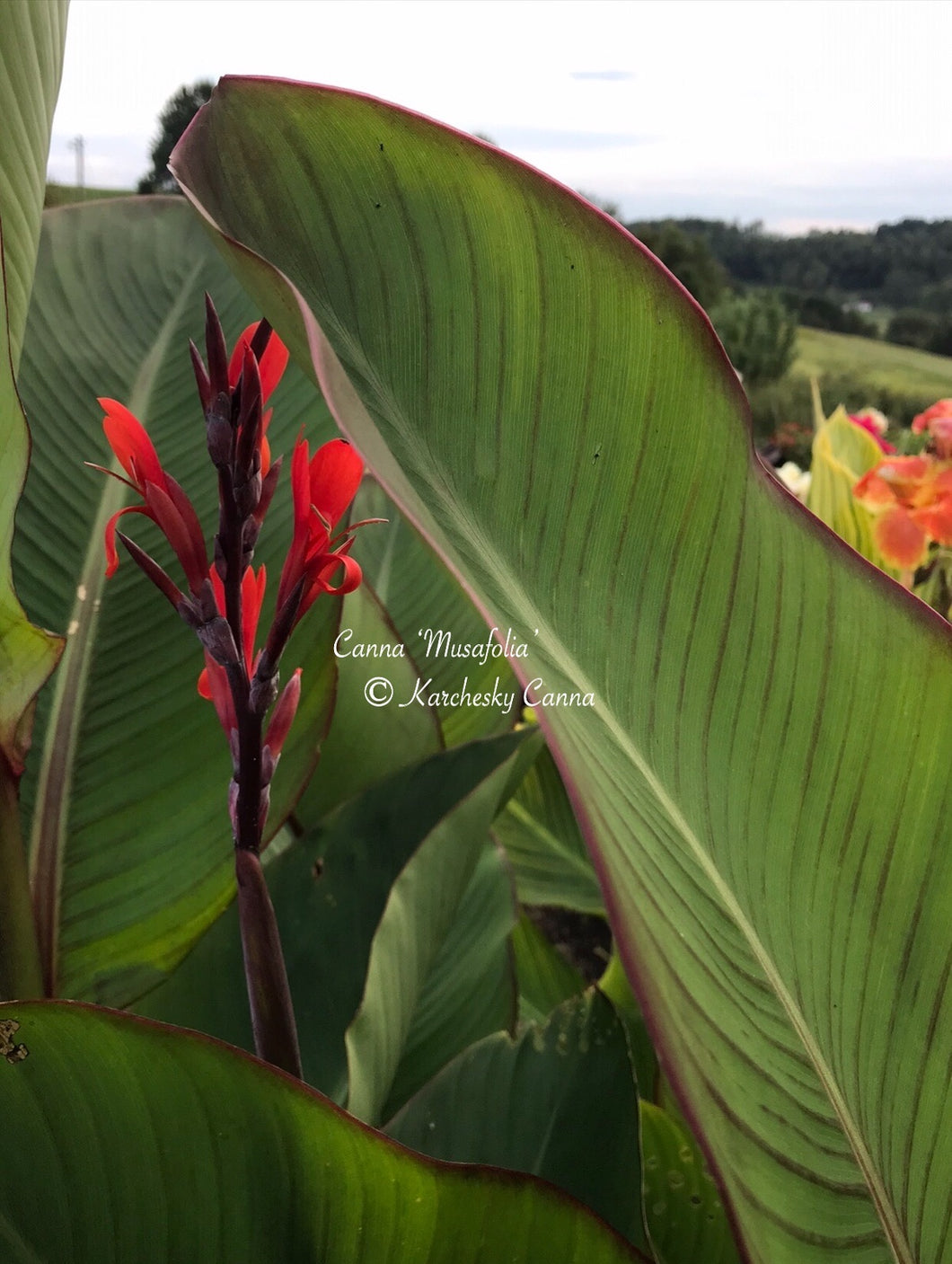 canna 'Musafolia'