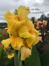 Load image into Gallery viewer, canna &#39;Hello Yellow&#39;