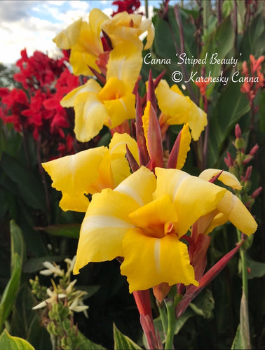 canna 'Striped Beauty'