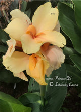 Load image into Gallery viewer, canna &#39;Princess Di&#39;