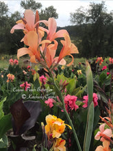 Load image into Gallery viewer, canna &#39;Peach Butterflies&#39;