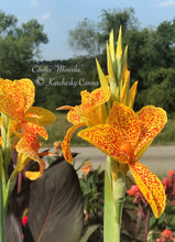 Load image into Gallery viewer, canna &#39;Mineola&#39;