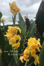 Load image into Gallery viewer, canna &#39;Hello Yellow&#39;
