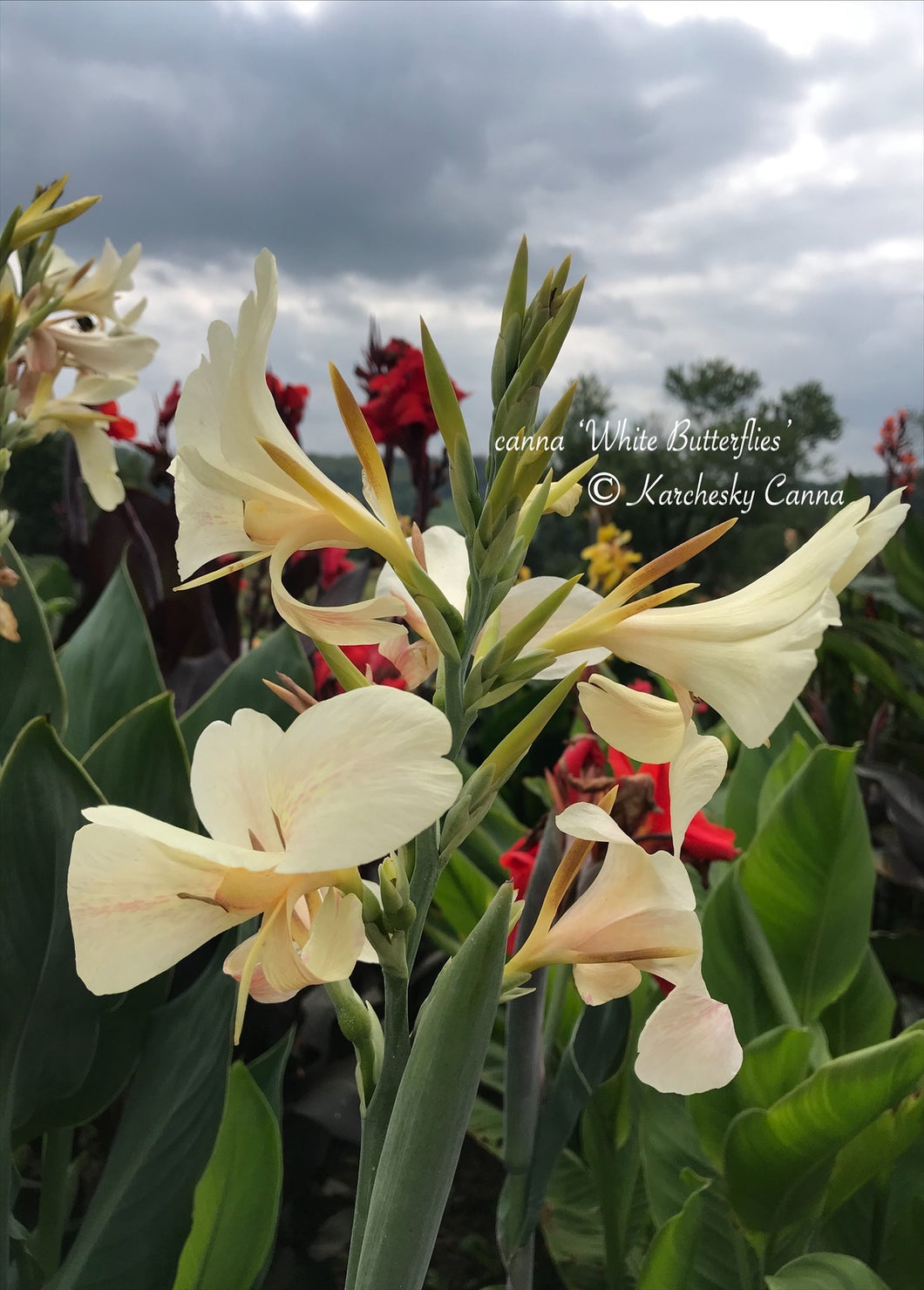 canna 'White Butterflies’