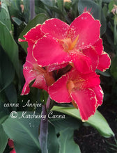 Load image into Gallery viewer, canna &#39;Annjee&#39;