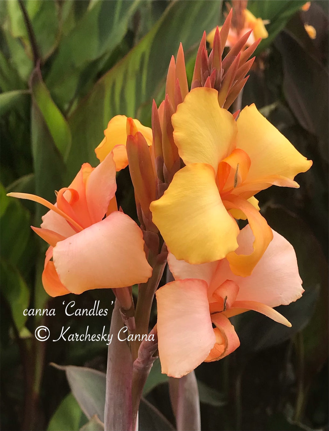 canna 'Candles'