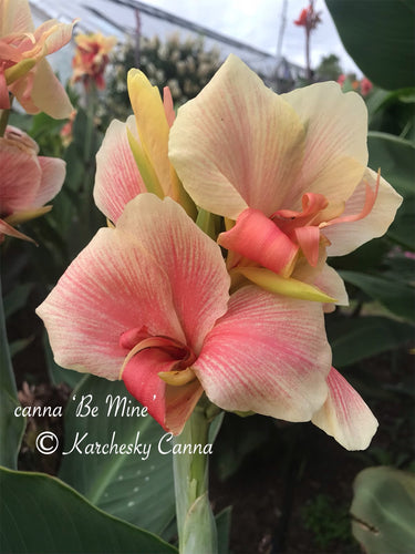 canna 'Be Mine'