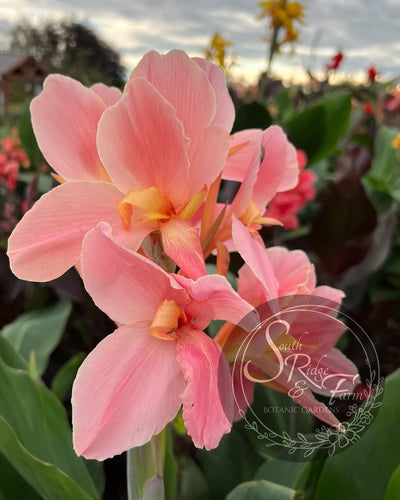 canna 'Pink Floyd'