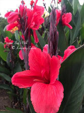Load image into Gallery viewer, canna &#39;Ben&#39;s Pink&#39;