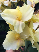 Load image into Gallery viewer, canna &#39;Heart of Gold&#39;