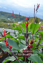 Load image into Gallery viewer, CANNA SEEDS: canna &#39;Warszewiczii’