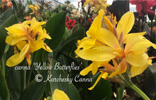 Load image into Gallery viewer, canna &#39;Yellow Butterflies’