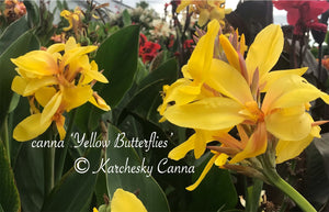 canna 'Yellow Butterflies’