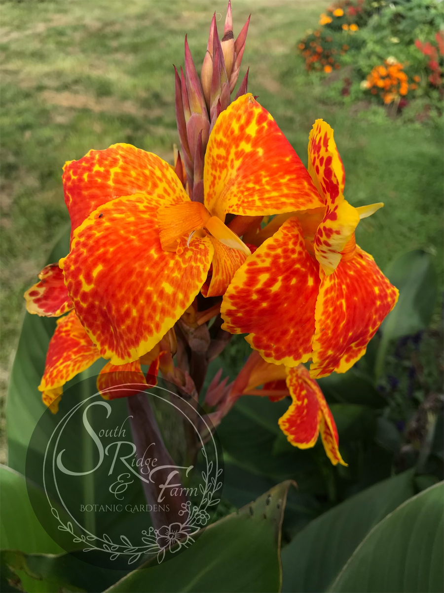 canna 'Calimero' – South Ridge Farm & Botanic Gardens