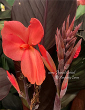 Load image into Gallery viewer, canna &#39;Tropical Cocktail&#39;