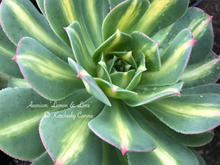 Load image into Gallery viewer, Aeonium Lemon &amp; Lime