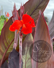 Load image into Gallery viewer, canna &#39;Chocolate Cherry&#39;