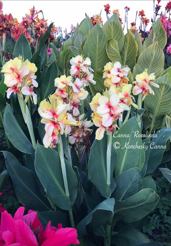 canna 'Rosalinda'