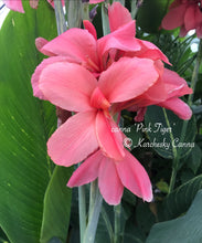 Load image into Gallery viewer, canna &#39;Pink Tiger&#39;