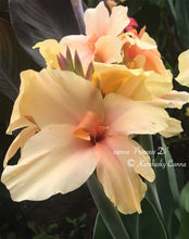 Load image into Gallery viewer, canna &#39;Princess Di&#39;