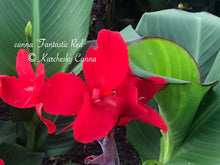 Load image into Gallery viewer, canna &#39;Fantastic Red&#39;