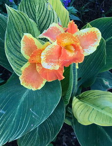 canna 'Two-Tone Tiger'