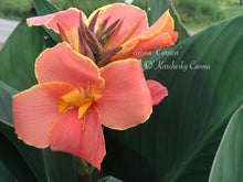 Load image into Gallery viewer, canna &#39;Corsica&#39;