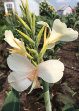 Load image into Gallery viewer, canna &#39;White Butterflies’