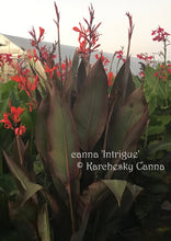 Load image into Gallery viewer, canna &#39;Intrigue&#39;