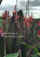 Load image into Gallery viewer, canna &#39;Intrigue&#39;